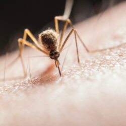 Cómo identificar y tratar las picaduras de insectos: guía esencial