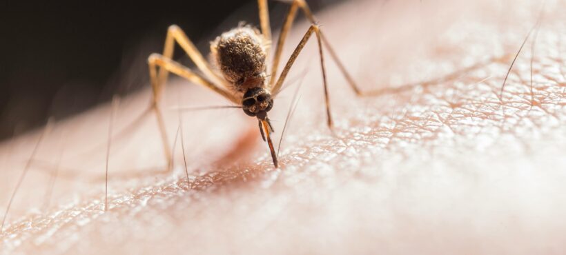 Cómo identificar y tratar las picaduras de insectos: guía esencial
